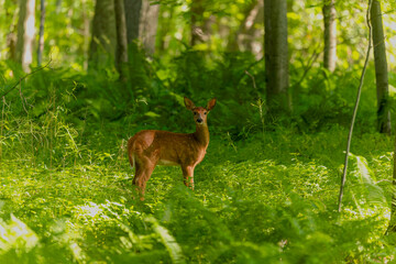 Naklejka na ściany i meble White-tailed deer or Virginia deer (Odocoileus virginianus), fawn in the forest