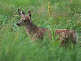deer fawn in the grass