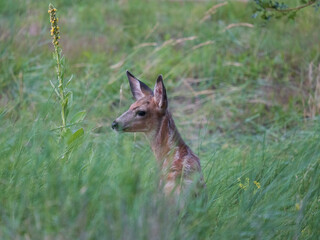 mule deer fawn in the grass