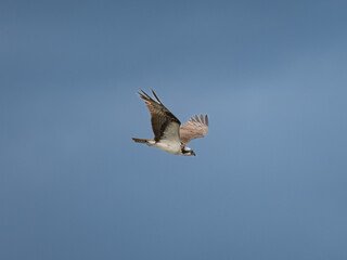 osprey in flight
