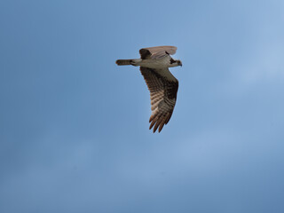 osprey in flight