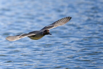 青空映す水面をバックにさっそうと飛ぶコガモ オス