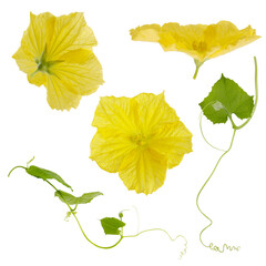 flowers of luffa isolated on a white background