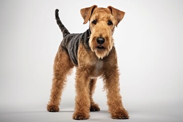 Generative AI : Cute little Airedale Terrier dog on blue background in studio