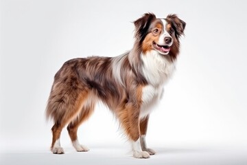 Generative AI : Cute little Australian Shepherd dog on white background in studio