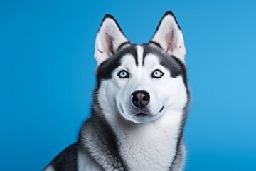 Generative AI : Cute little Siberian Husky dog on blue background in studio