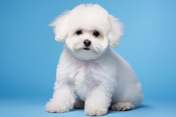 Obraz premium Generative AI : Cute little Bichon Frisé dog on white background in studio