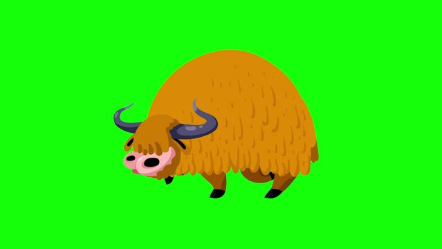 Yak ginger walking on green background cartoon animation. Isolated animal character from Asia or mainly Tibet. Seamless loop, greenbox for keying.