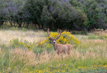 mule deer buck with huge velvet antlers