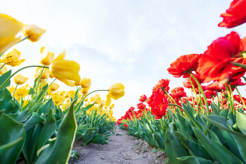 Beautiful tulips are in full bloom
