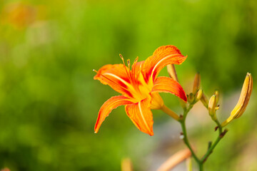 The day lilies are blooming