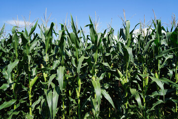 The corn in the field