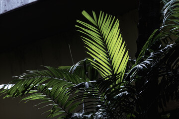 A single beam of light pierces the darkness, illuminating a solitary palm leaf with its gentle...