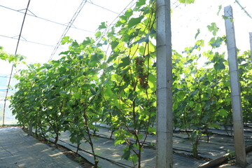 The grapes are in the greenhouse.