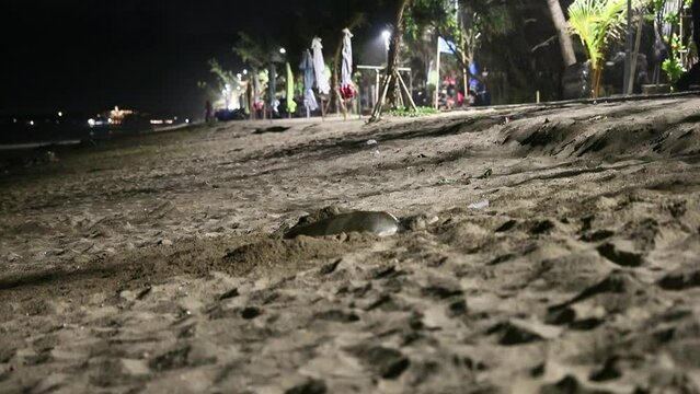 sea turtles nesting and laying eggs on the tranquil sandy beaches