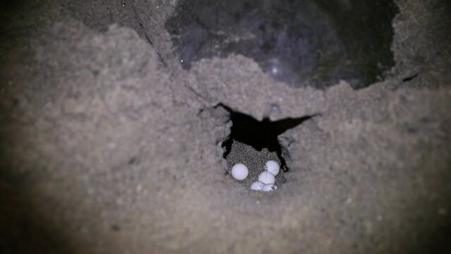 sea turtles nesting and laying eggs on the tranquil sandy beaches