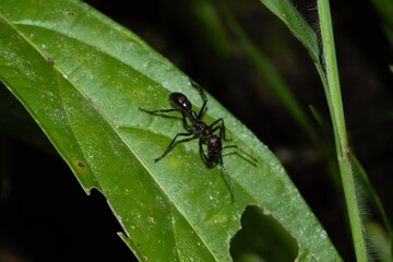 Naklejka premium hormiga bala o Paraponera clavata 