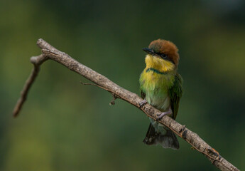 a young chestnut-headed bee-eater on a small branch, natural bokeh background