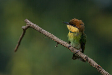 a young chestnut-headed bee-eater on a small branch, natural bokeh background