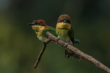 two young chestnut-headed bee-eater interacting over a small branch, natural bokeh background