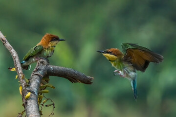 two young chestnut-headed bee-eater interacting over a small branch, natural bokeh background