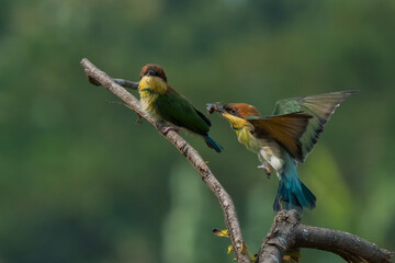 two young chestnut-headed bee-eater interacting over a small branch, natural bokeh background