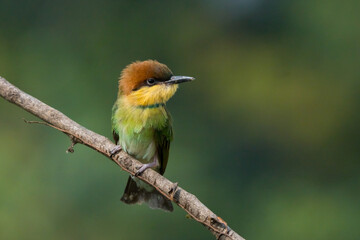 a young chestnut-headed bee-eater on a small branch, natural bokeh background