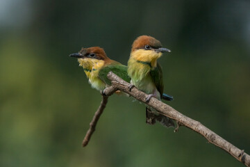 two young chestnut-headed bee-eater interacting over a small branch, natural bokeh background