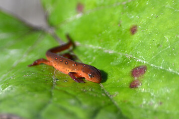 Cute little Red Spotted Newt on a green leaf 