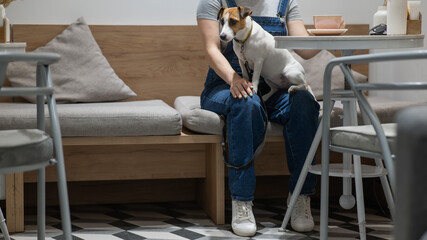 Jack Russell sits on the lap of the hostess in a cafe. Woman drinking coffee in a dog friendly cafe.