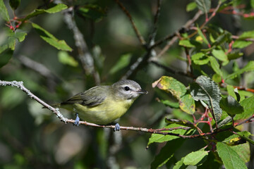 Obraz premium Close up of a Philadelphia Vireo bird perched in a shrub along the edge of a forest