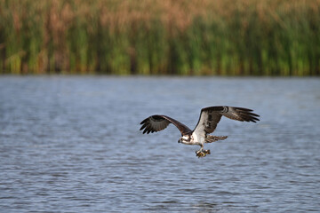 An Osprey bird in flight carrying a cat fish in its talons over water in wetlands
