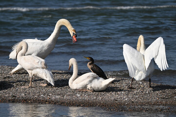 A young naïve Double-crested cormorant bird walks along shore into a family of aggressive Mute...