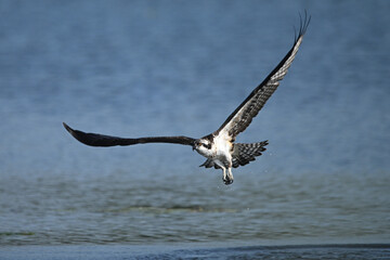 A young juvenile Osprey bird with distinctive orange eyes emerges from water after failing to catch a fish