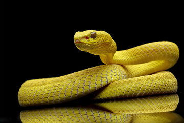 Yellow White-lipped Pit Viper (Trimeresurus insularis), close-up yellow viper snake	
