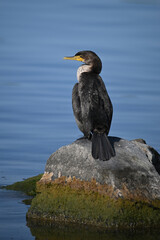 Large funny looking adult Double-crested cormorant bird sits perched on a rock along the waterfront 