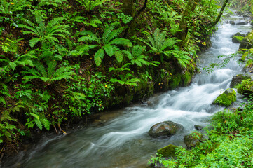 stream in the forest