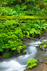 stream in the forest