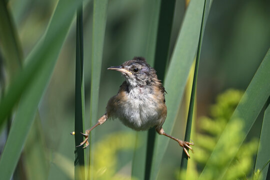 Funny cute juvenile Marsh Wren perched between two reeds along the edge of a marsh