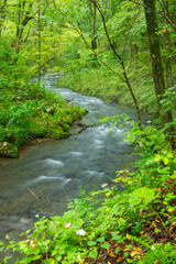 Obraz premium river in the forest