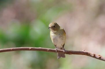 Ruribitaki (Tarsiger cyanurus), birds classified in the family of the sparrowhawks
