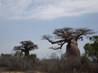 [Madagascar] Uniquely shaped baobab tree in Andonbiry village