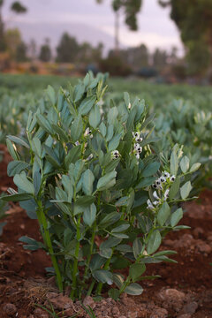 Planta de haba