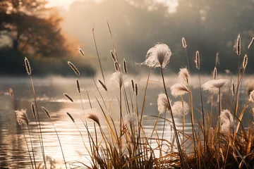 Foto op Canvas Reeds at sunrise with fog. © Bargais
