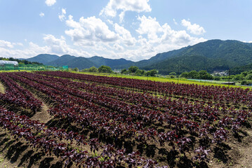 京都大原のシソ畑
