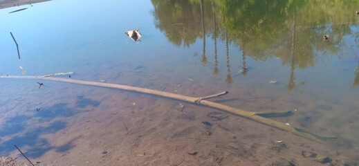 logs and tree shadows visible in the clear water