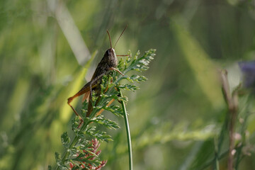 Grasshopper, - the common name of an insect from the Orthoptera order, close-up photography