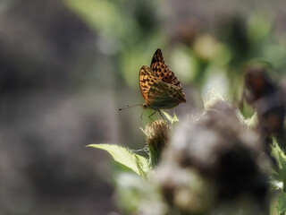 Argynnis paphia - a species of diurnal butterfly from the Nymphalidae family. Close-up photography, Poland