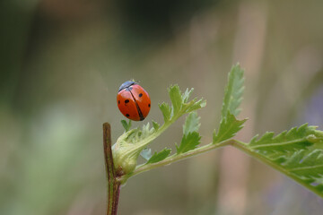 Seven-spot ladybug, God's cow (Coccinella septempunctata) - a species of beetle from the ladybug family. Common in Europe. Close-up photography, Poland