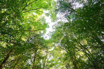 伊勢神宮内宮 原生林の新緑